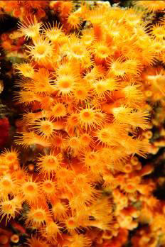 secca delle stelle