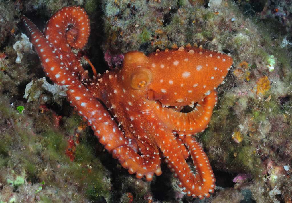 Secca delle Stelle Secca delle Stelle