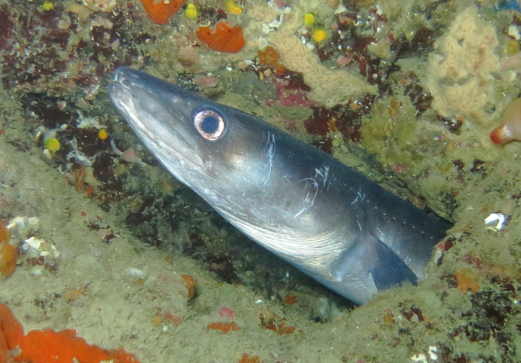 Muto come un pesce Muto come un pesce