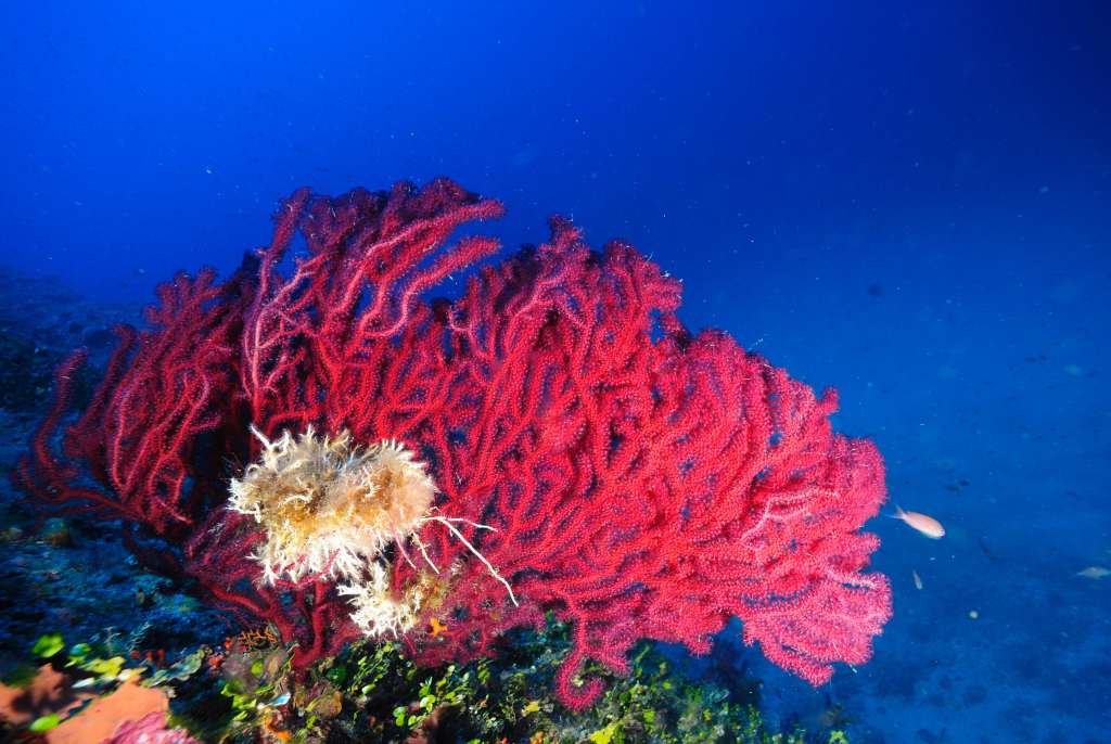 Promontorio di Portofino: Secca Carega