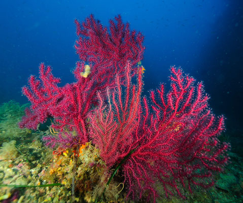 Promontorio di Portofino: Secca dell’Isuela